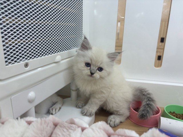 ネヴァマスカレード