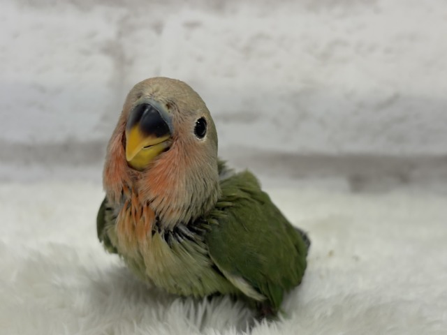 コザクラインコ（小桜インコ）