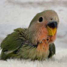 【最新画像更新🪄】ポっと色づく紅いお顔🐣🧡コザクラインコ(ノーマル) ヒナ