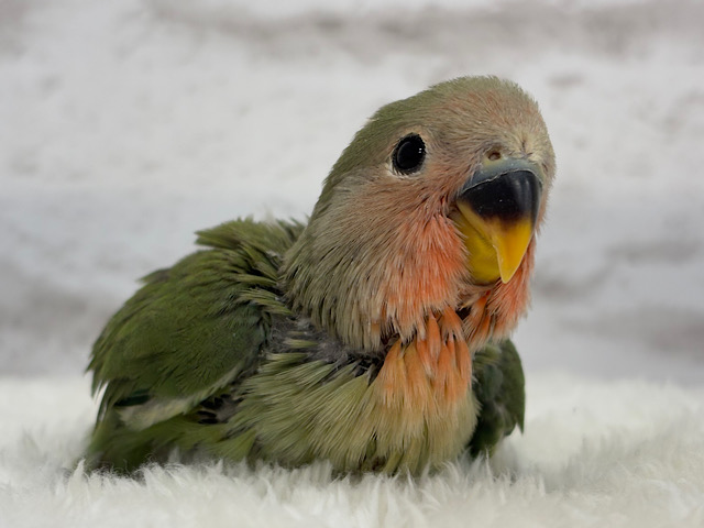 【最新画像更新🪄】ポっと色づく紅いお顔🐣🧡コザクラインコ(ノーマル) ヒナ