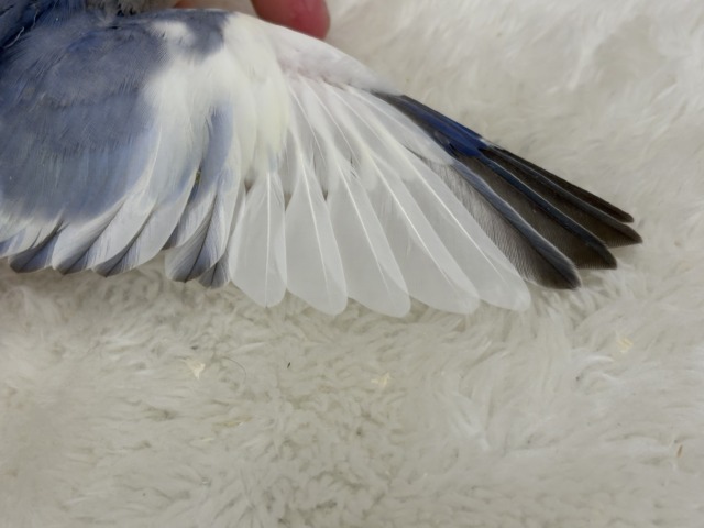 【最新画像更新🪄】癒し系🫧クリームふんわり🐣🧁コザクラインコ(バイオレットパイド) ヒナ コザクラインコ(小桜インコ)