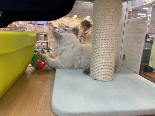 ネヴァマスカレード