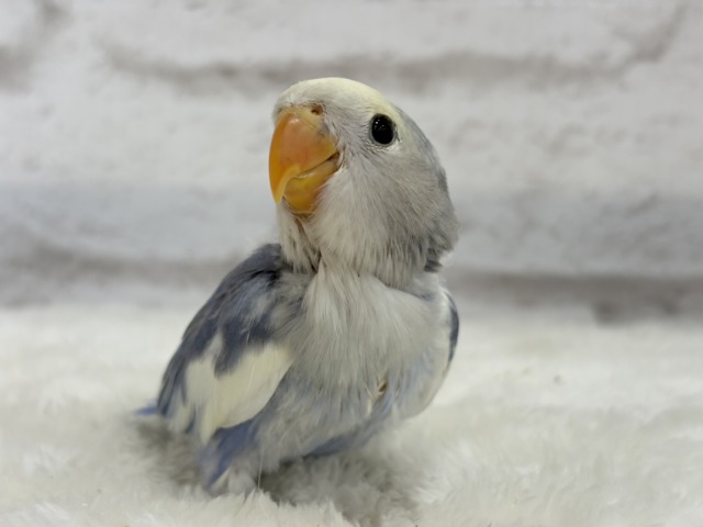 【最新画像更新🪄】癒し系🫧クリームふんわり🐣🧁コザクラインコ(バイオレットパイド) ヒナ コザクラインコ(小桜インコ)