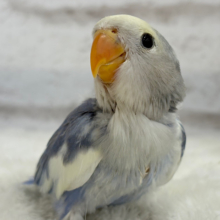 【最新画像更新🪄】癒し系🫧クリームふんわり🐣🧁コザクラインコ(バイオレットパイド) ヒナ