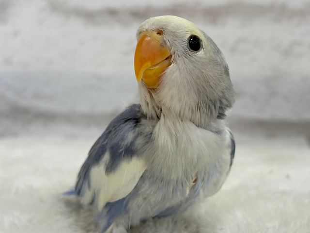 【最新画像更新🪄】癒し系🫧クリームふんわり🐣🧁コザクラインコ(バイオレットパイド) ヒナ 【最新画像更新🪄】癒し系🫧クリームふんわり🐣🧁コザクラインコ(バイオレットパイド) ヒナ