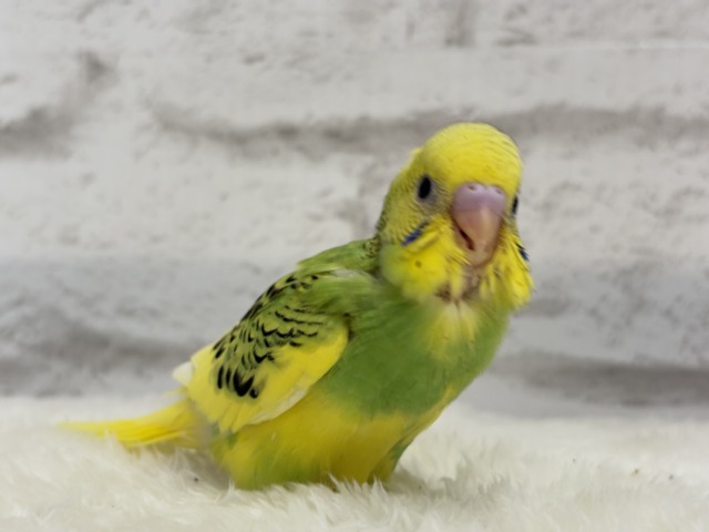 セキセイインコ