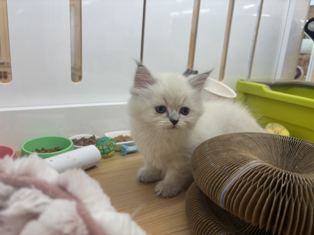 ネヴァマスカレード