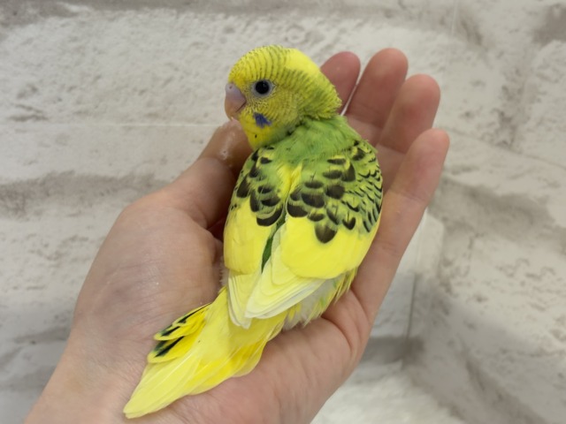 セキセイインコ