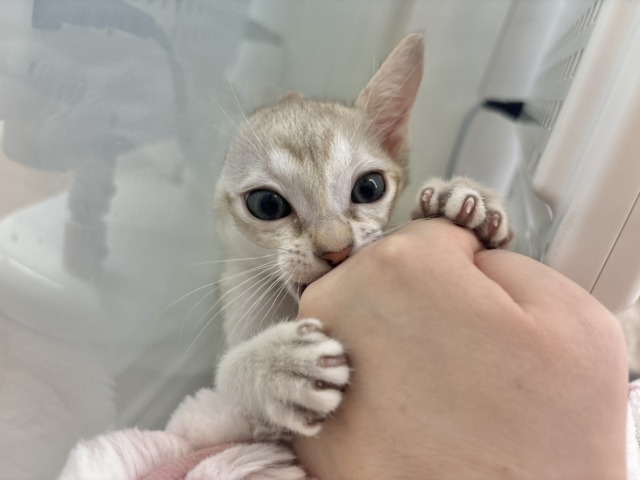 とにかく遊びたいし、甘えたいにゃ〜ん♥シンガプーラくん! シンガプーラ