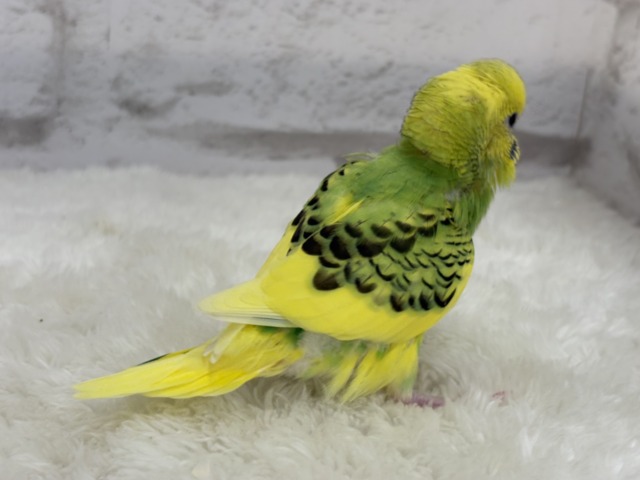 セキセイインコ