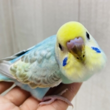 ぐぃっと‼️アピール上手だよ〜セキセイインコ（パステルカラーレインボー）🌼