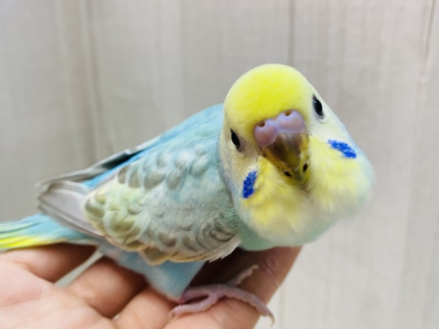 ぐぃっと‼️アピール上手だよ〜セキセイインコ（パステルカラーレインボー）🌼