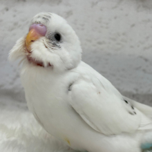 【最新画像更新🪄】春ピクニックに連れてって🐣🌸セキセイインコ(白ハルクイン) ヒナ