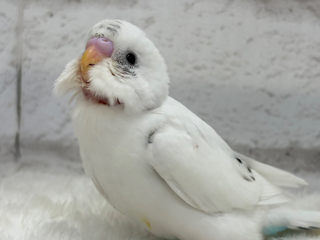【最新画像更新🪄】春ピクニックに連れてって🐣🌸セキセイインコ(白ハルクイン) ヒナ