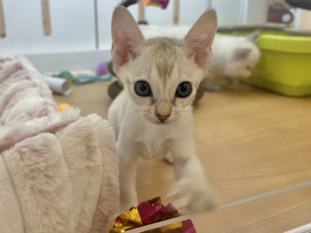 とにかく遊びたいし、甘えたいにゃ〜ん♥シンガプーラくん! シンガプーラ