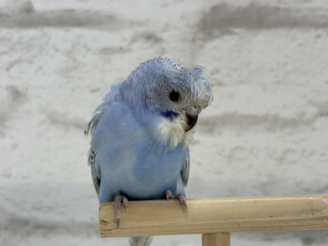 梵天セキセイインコ