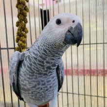 最新画像あります！趣味はご飯を食べること😋💕おしゃべり練習中~ヨウムちゃん‼️