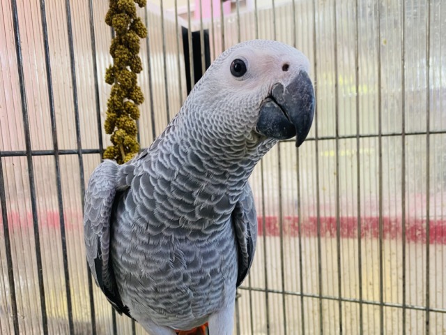 趣味はご飯を食べること😋💕おしゃべり練習中~ヨウムちゃん‼️