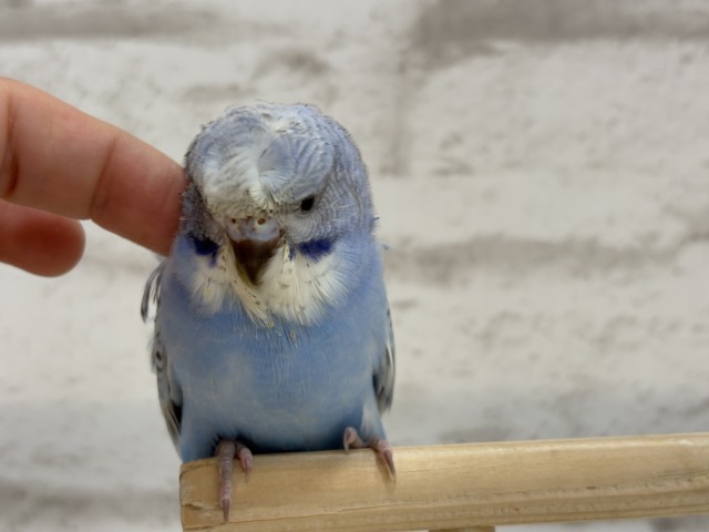 梵天セキセイインコ