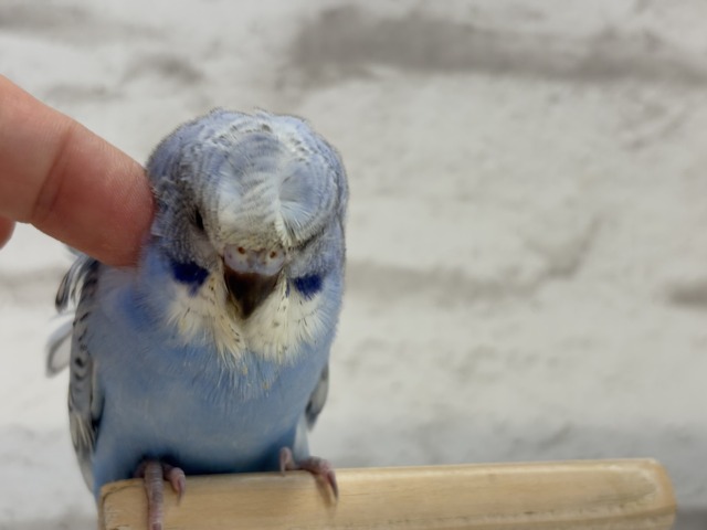 梵天セキセイインコ