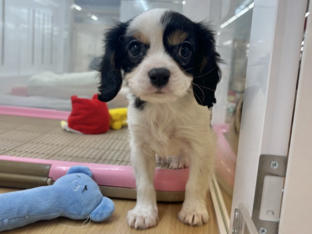 キャバリア・キングチャールズ・スパニエル