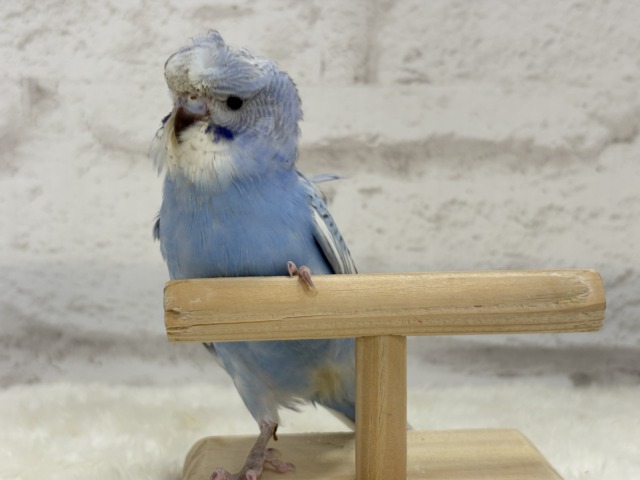 梵天セキセイインコ