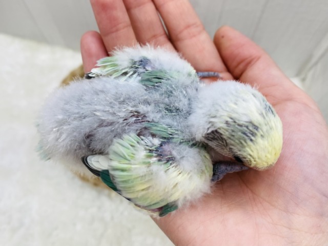 コザクラインコ（小桜インコ）