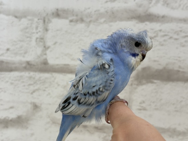 梵天セキセイインコ