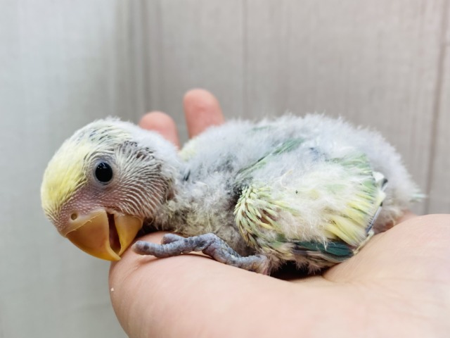コザクラインコ（小桜インコ）