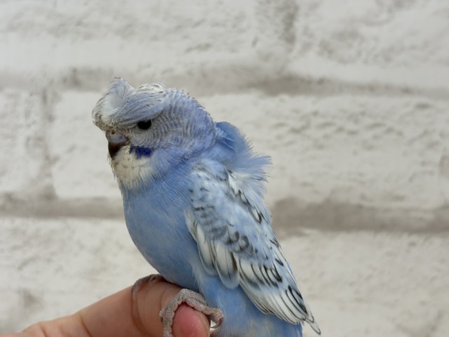 梵天セキセイインコ