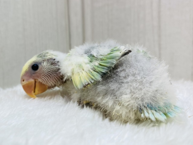 コザクラインコ（小桜インコ）