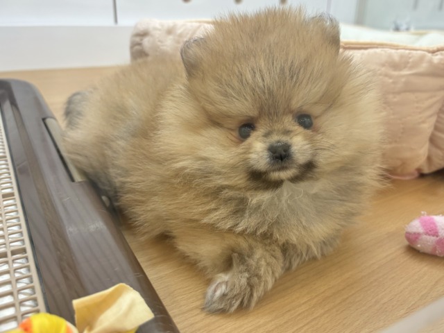 ポメラニアン