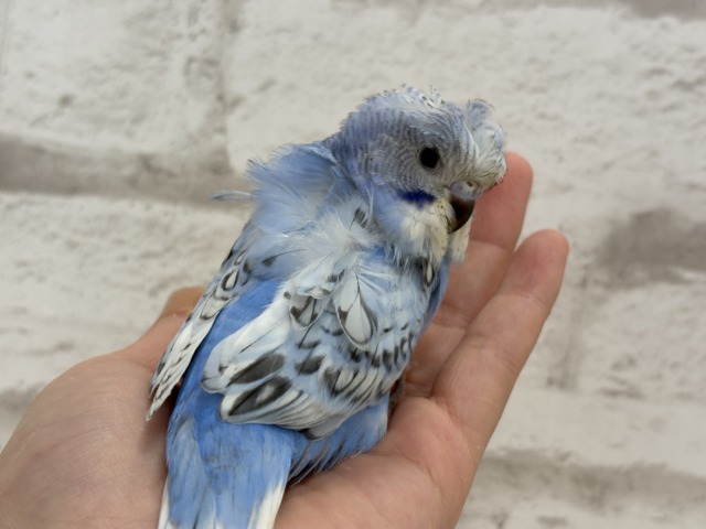 梵天セキセイインコ