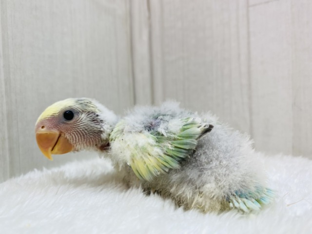 コザクラインコ（小桜インコ）