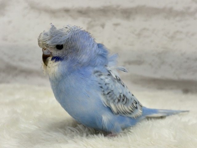 梵天セキセイインコ