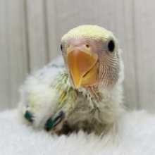 目を惹く美しさに注意です ⊙ ⊙‼️コザクラインコのブルーチェリーオパーリンパイド🌟