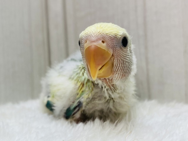 目を惹く美しさに注意です ⊙ ⊙‼️コザクラインコのブルーチェリーオパーリンパイド🌟