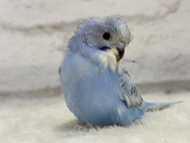 梵天セキセイインコ