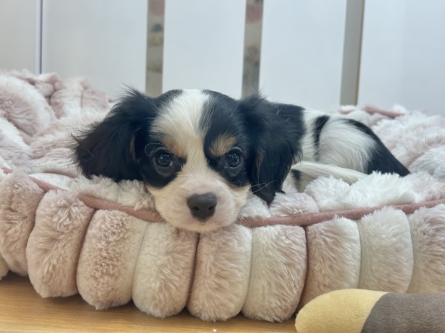 キャバリア・キングチャールズ・スパニエル