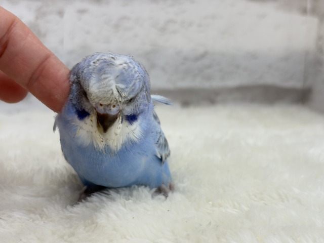 梵天セキセイインコ