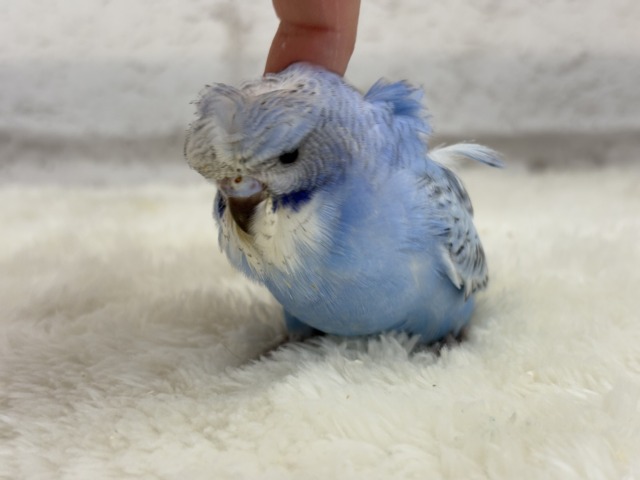 梵天セキセイインコ
