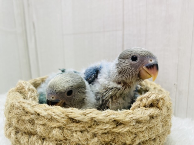 コザクラインコ（小桜インコ）