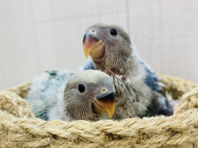 💙ブルー＆グリーンのふわふわコンビ💚コザクラインコ（ブルーチェリーオパーリン）