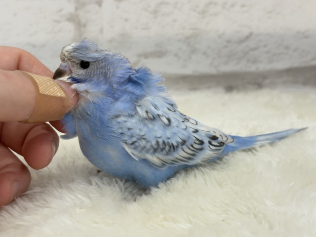 梵天セキセイインコ