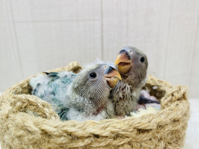 コザクラインコ（小桜インコ）