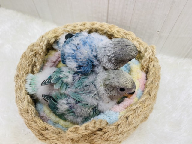 コザクラインコ（小桜インコ）