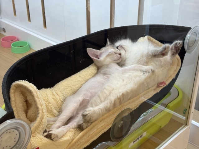 ネヴァマスカレード