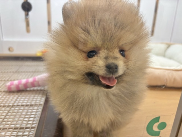 ポメラニアン