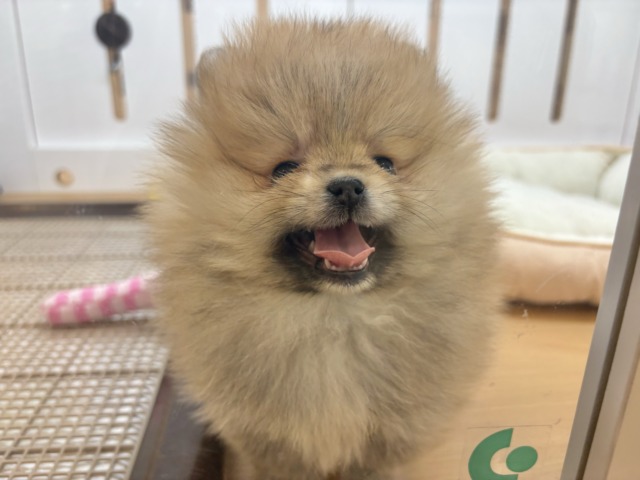 ポメラニアン