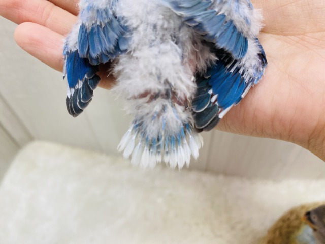 コザクラインコ（小桜インコ）